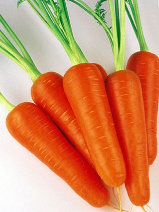 Kuroda Carrot seed Daucus carota